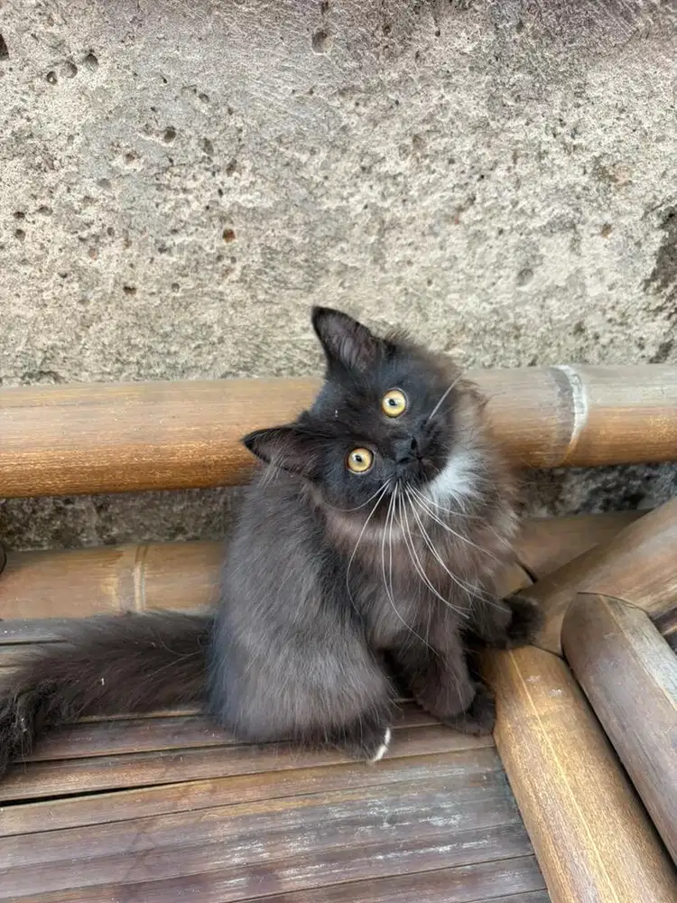 Kucing jantan anggora persia 3-4 bulan