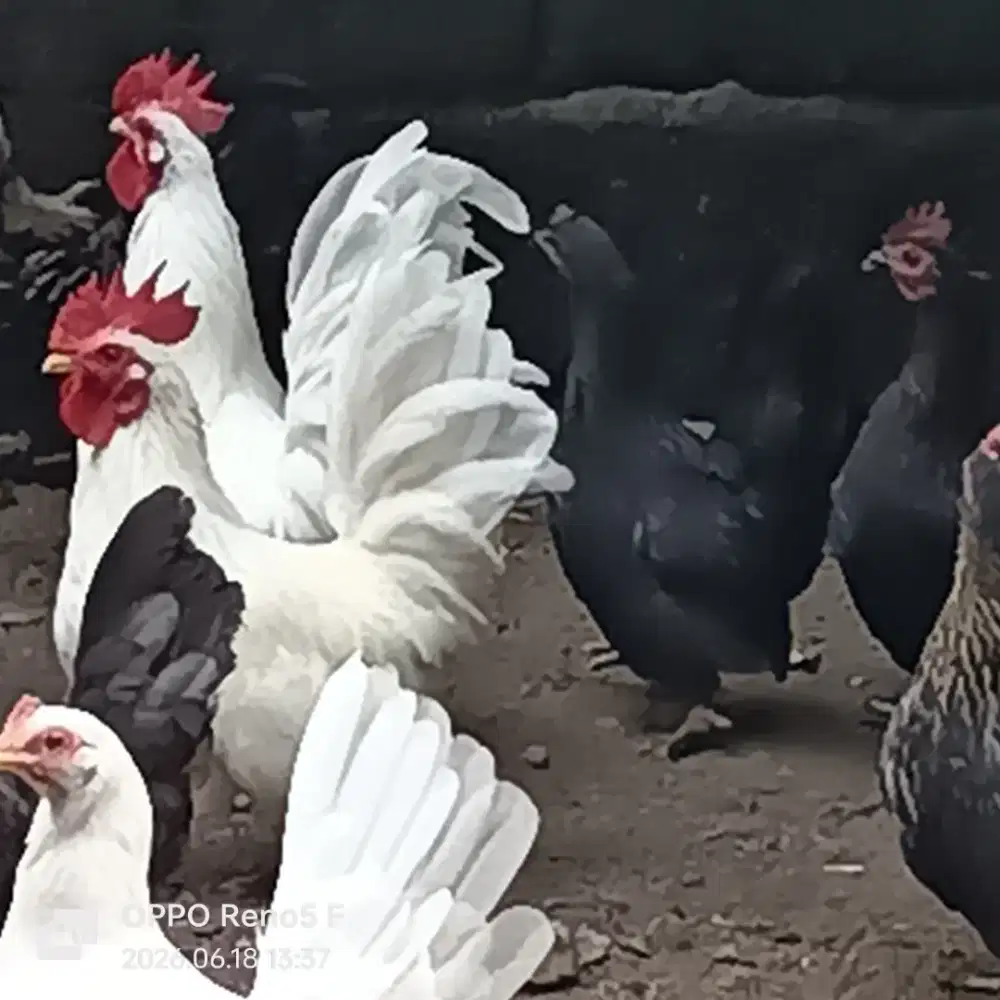 Ayam Kate sepasang putih