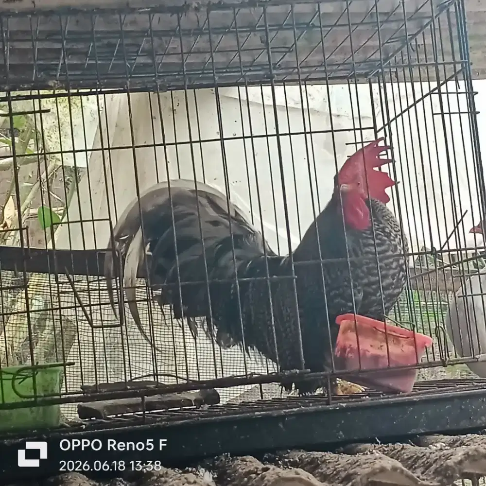 Kate jantan warna unik jali