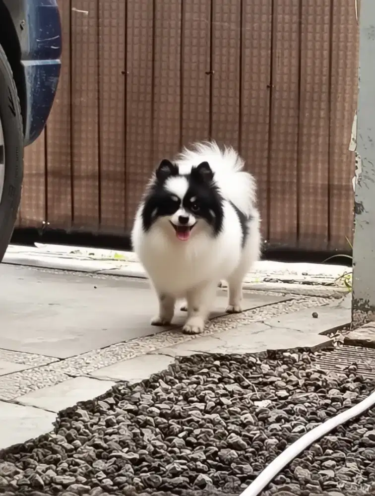 Minipom Pomeranian particolor