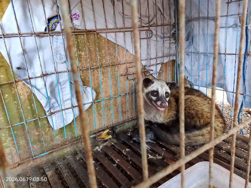 Musang / luwak pandan