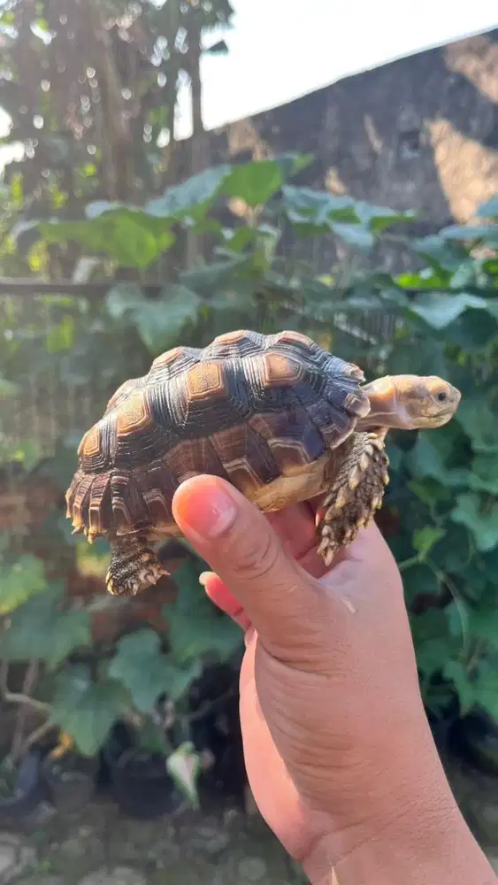 Kura Kura Sulcata 15cm