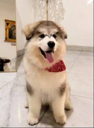 Social Media Staff untuk Anjing