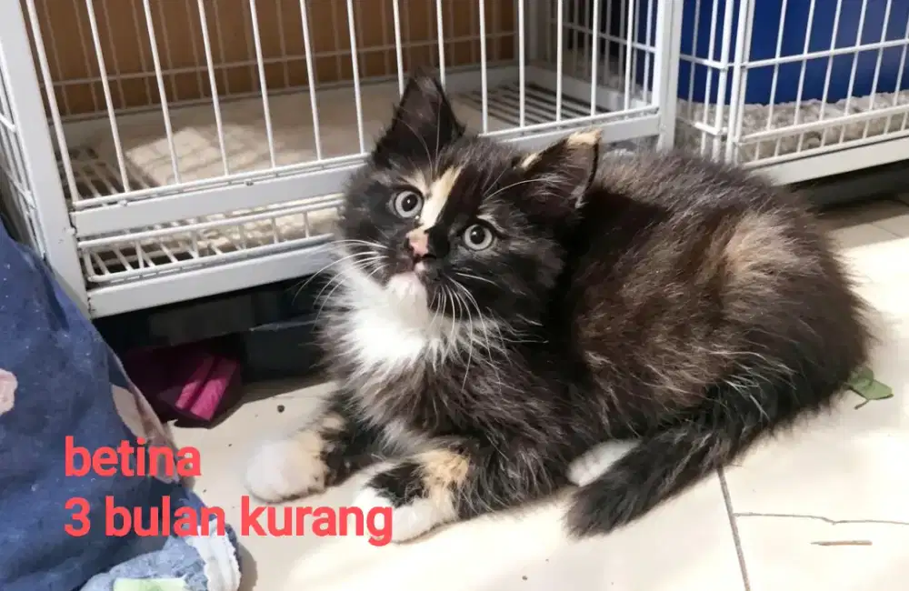 Kucing kitten persia