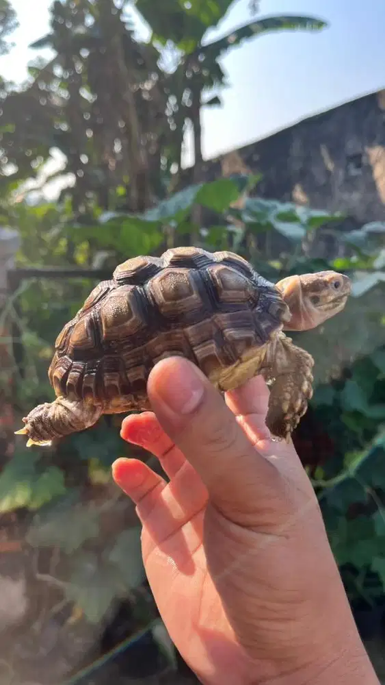 Kura Kura Sulcata 12cm
