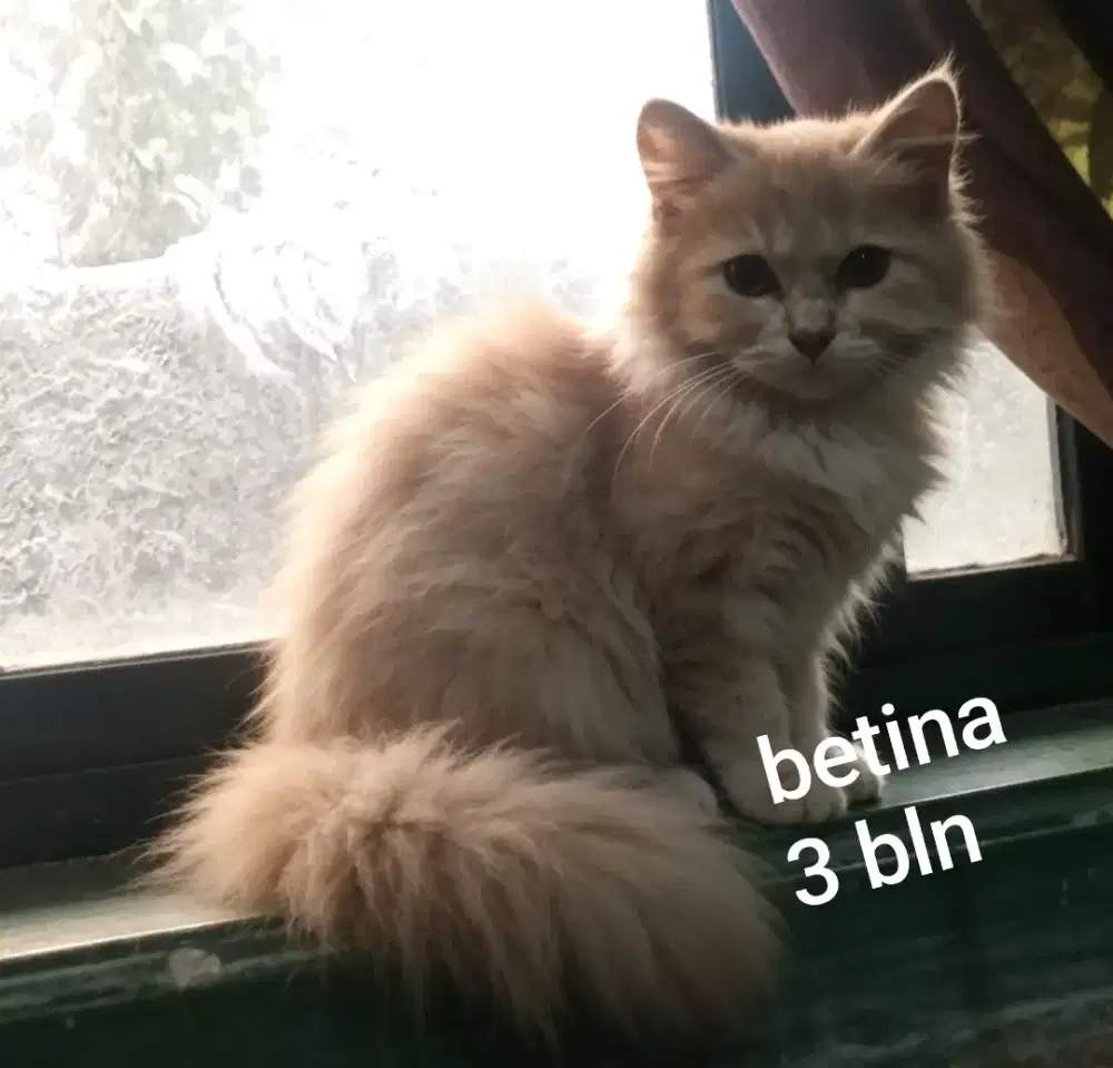 Kucing Persia kitten betina