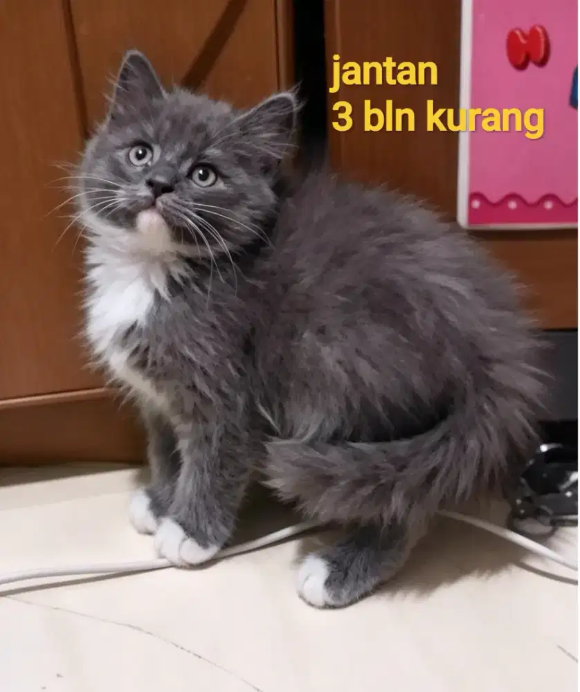 Kucing kitten Persia jantan