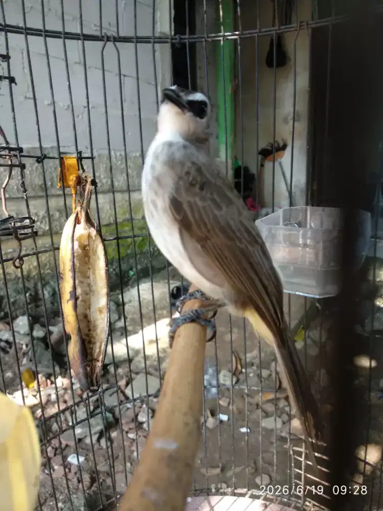 burung crukcuk jantan
