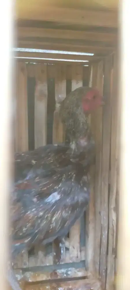 Ayam kampung/jowo belehan kilon