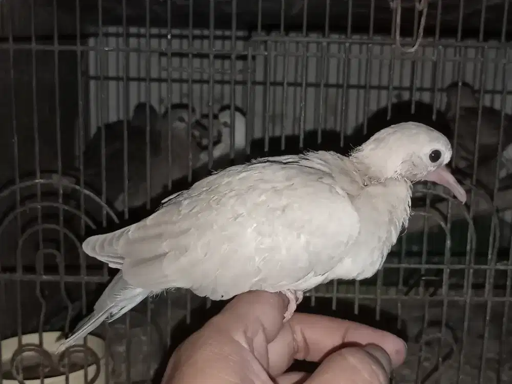 Puter Pelung paud anakam Jantan