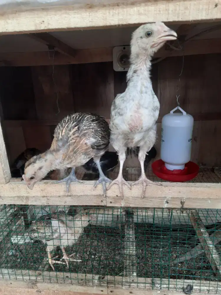 Anak ayam ada 12 ekor