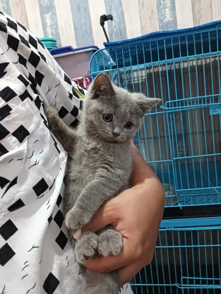 Kucing bsh British shorthair kitten blue solid betina