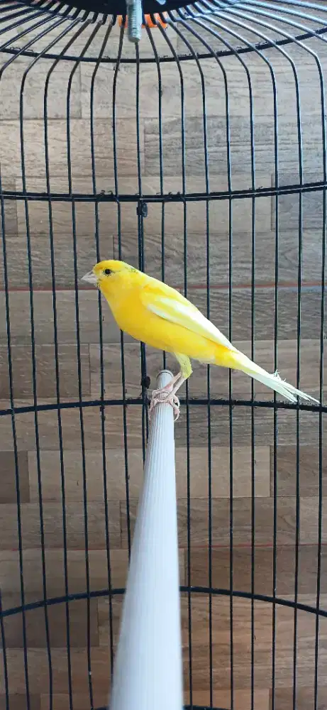 Burung kenari jantan f1 loss ring