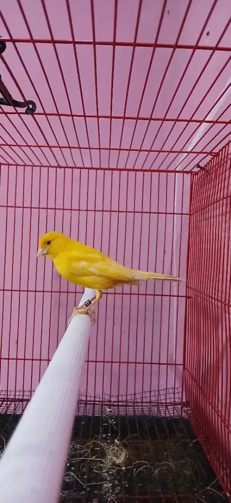 Burung kenari af sunkis