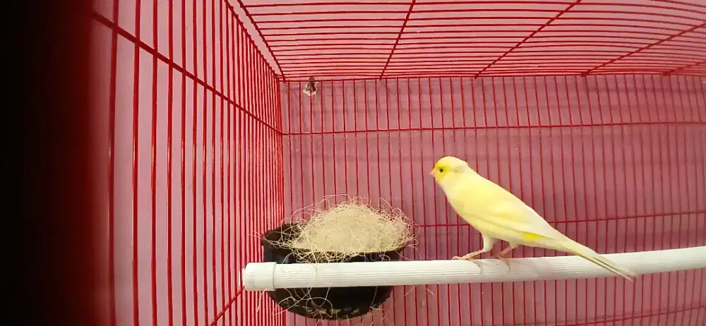 Burung kenari siap produk