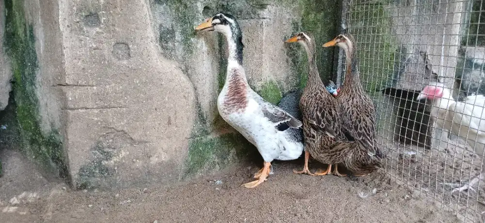 Bebek alabio hias endemik kalimantan