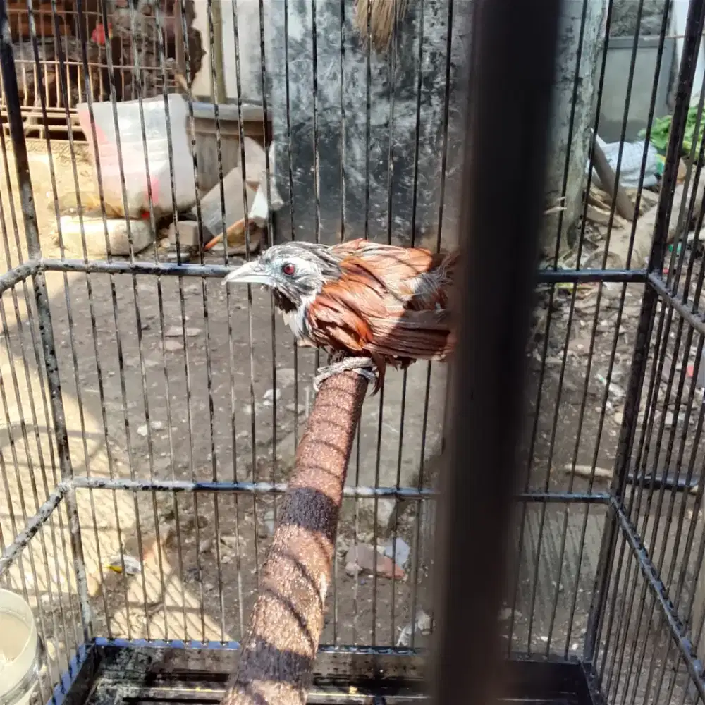 Burung Masteran rajin