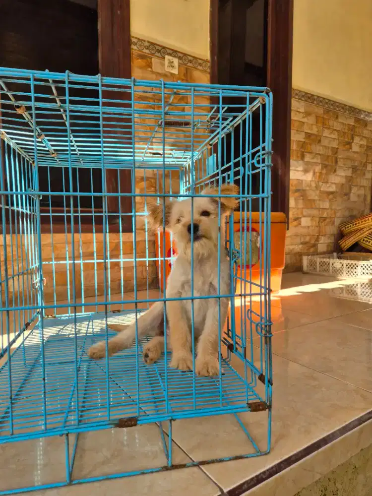 terier betina 4 bln