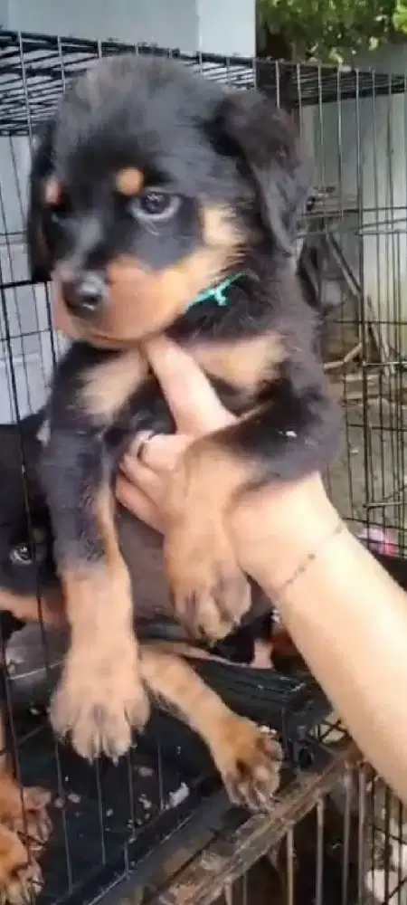 Pupies rottweiler ( bogor )