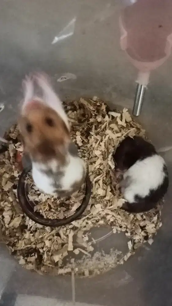 Hamster 3 ekor oke
