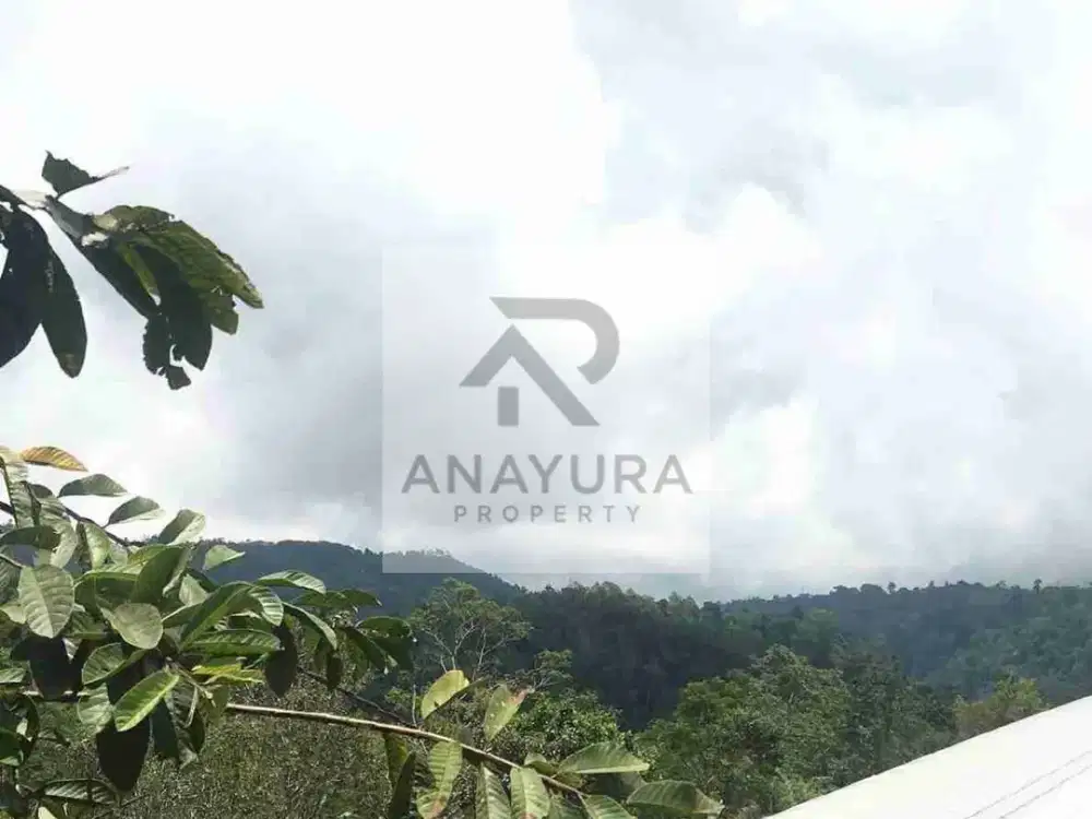 Kebun Kopi Kintamani Produktif