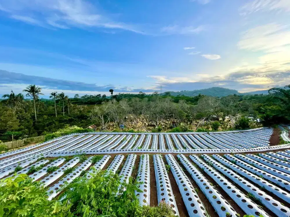 Dijual Tanah Pertanian Akses Super Mudah di Dieng Atas Malang