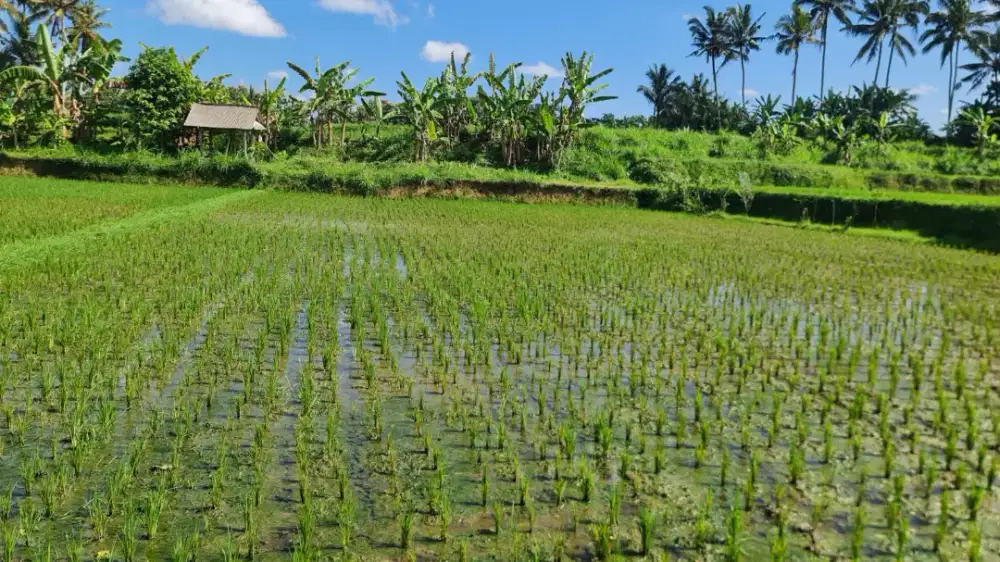 DIJUAL CEPAT TANAH DI PEJENG KAJA, BALI
