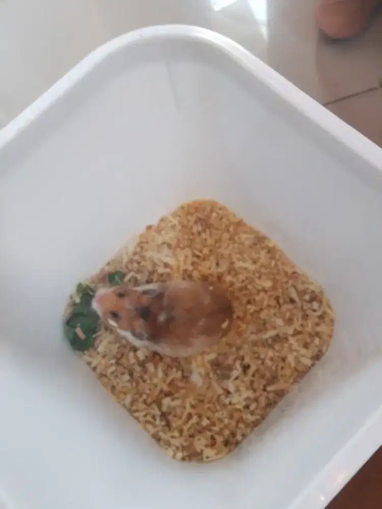 Jual hamster syrian indukan bonus hamil