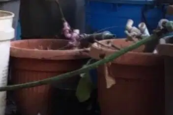 Pot bunga bekas
