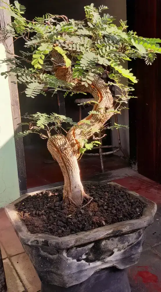Jual bonsai asem