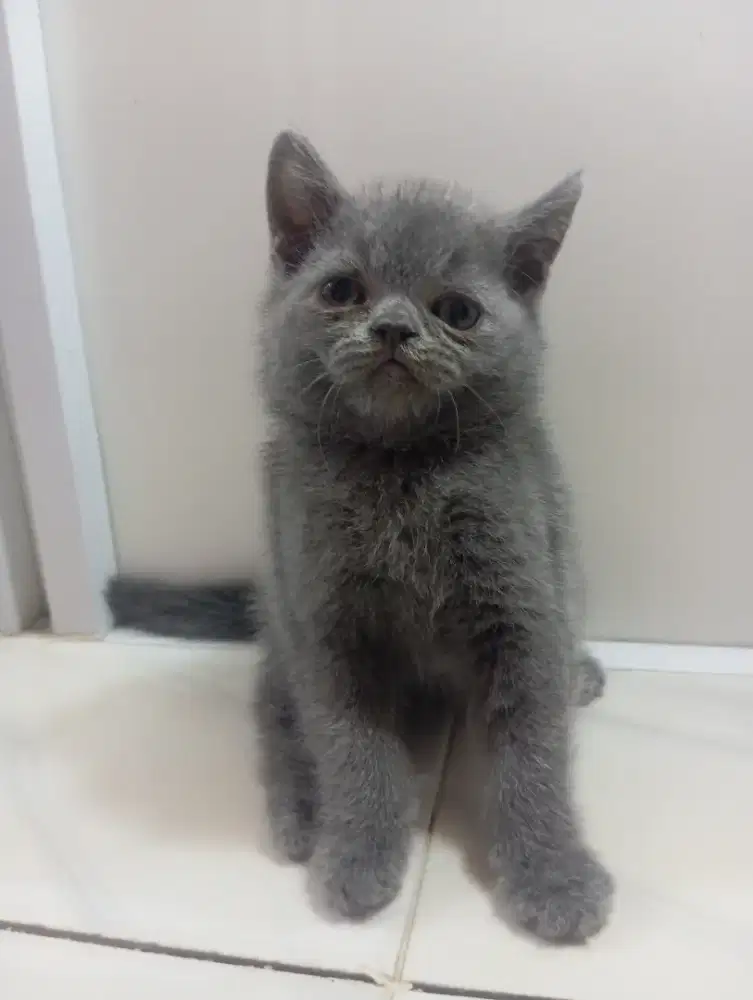 British shorthair mix exo