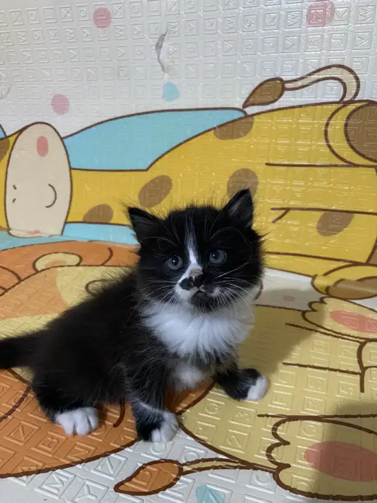 Kitten Persia flatnose betina