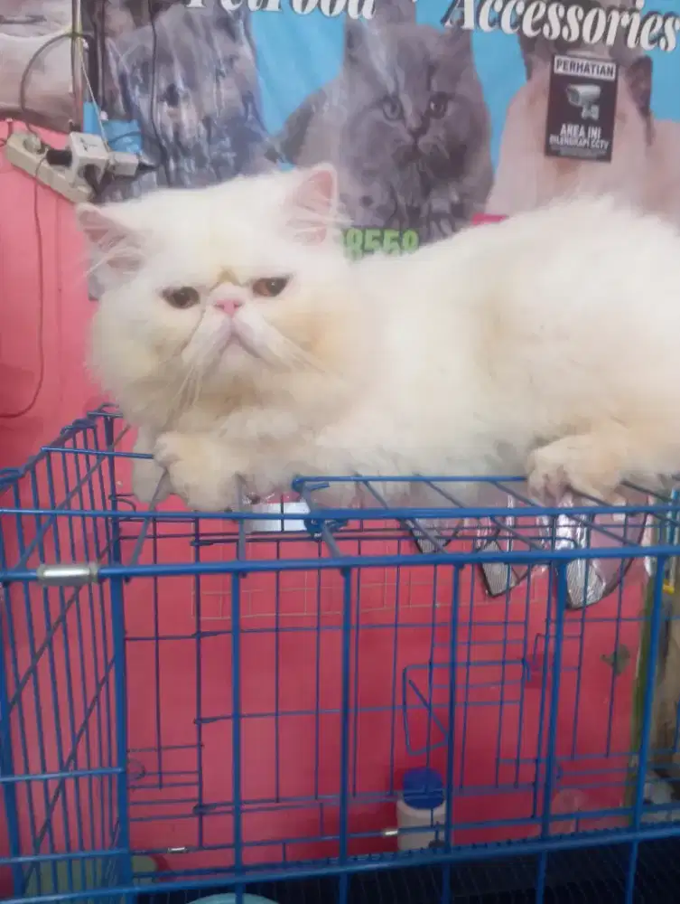 Kucing persia peaknose jantan