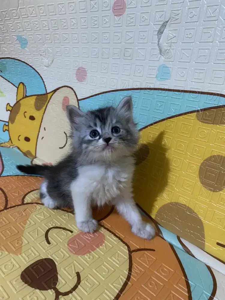 Kitten Persia medium jantan