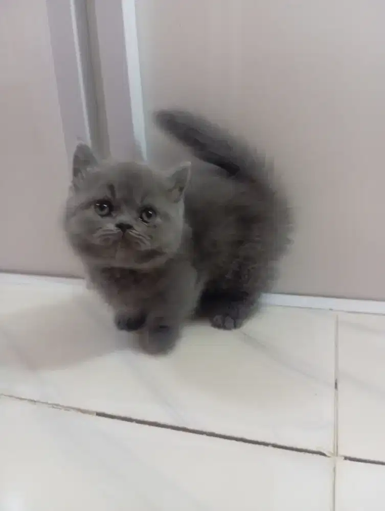 Kucing british munchkin betina