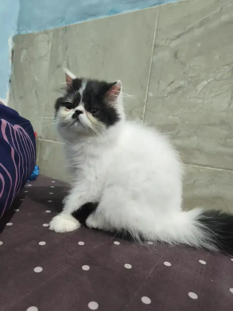 Anakan Kucing Peaknose/Kitten Peaknose Longhair JANTAN