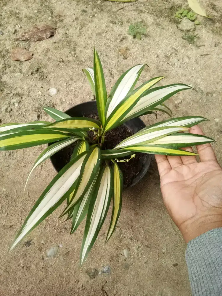 Tanaman Hias Hema Kuning