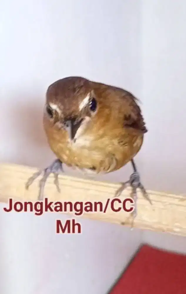Jongkangan/Cingcoang Coklat