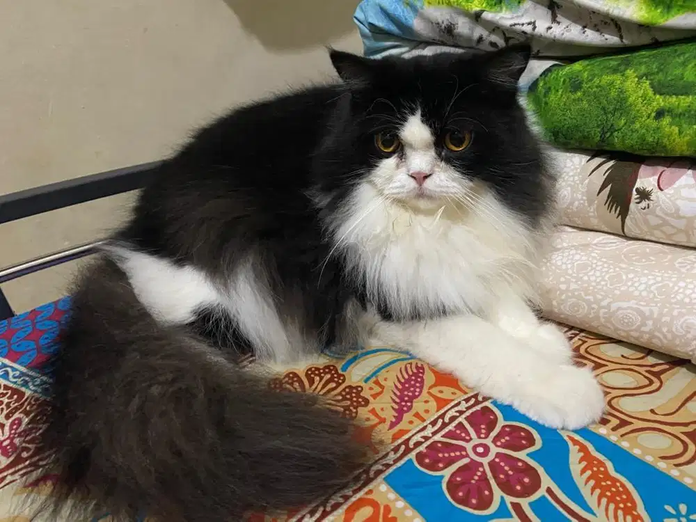 Open adopt kucing persia