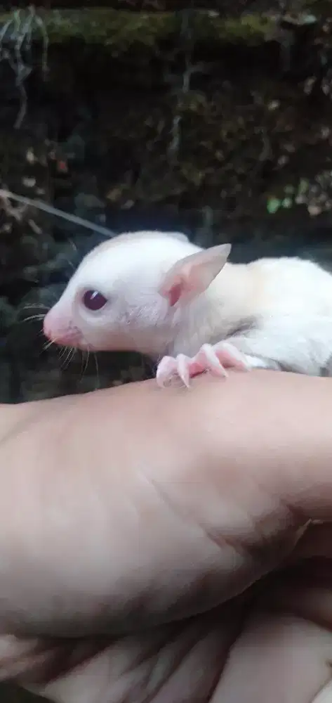 Sugar glider creamino