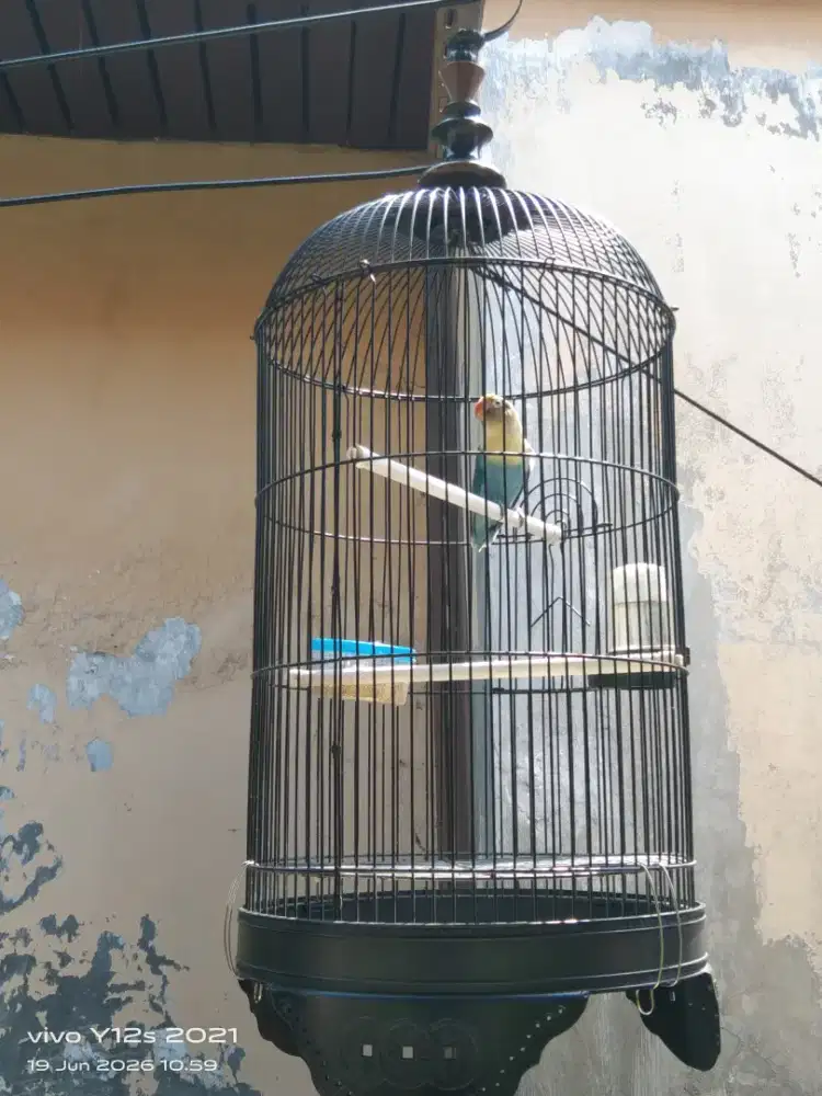 Jual burung Lovebird fullset
