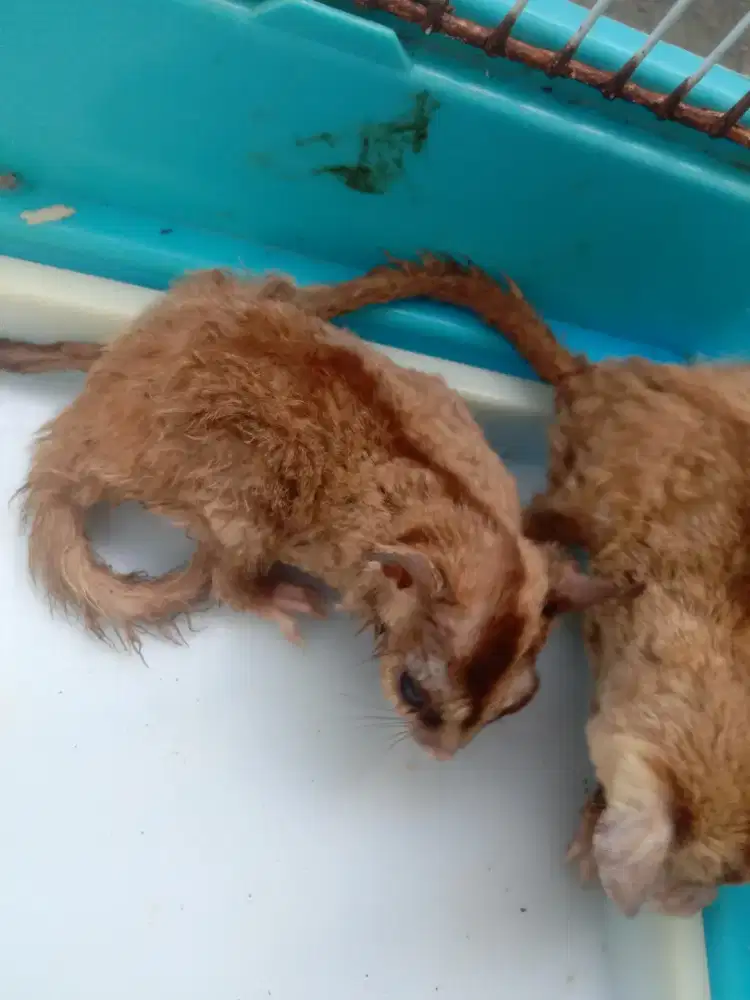 Sugar- glider murah Surabaya