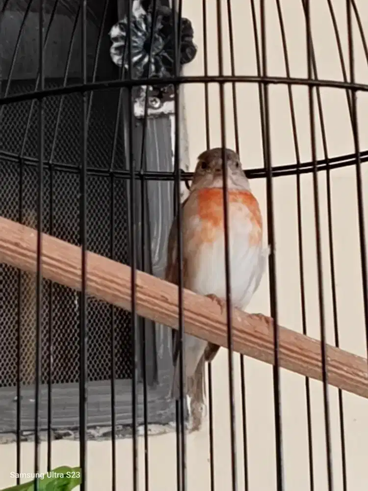 Paud KENARI RED SISKIN