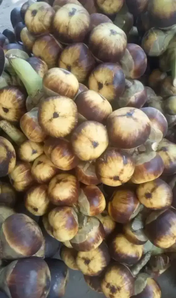 Jualan buah Lontar