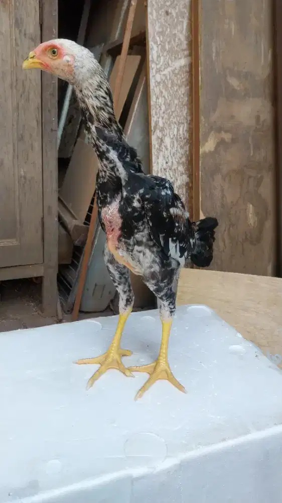 Ayam shamo eropa