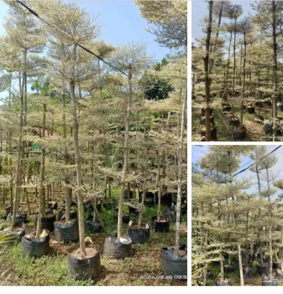 Jual pohon Ketapang kencana parigata