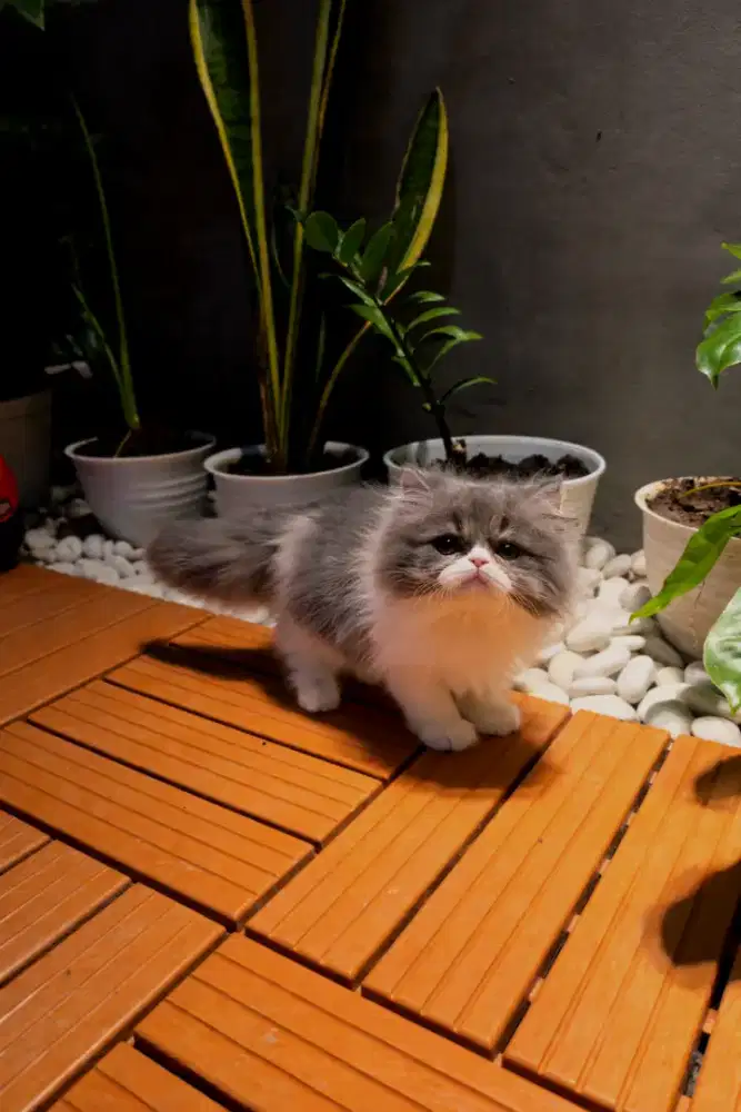 Kucing peaknose betina