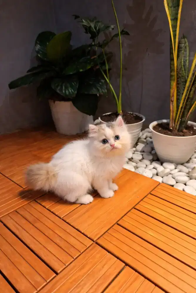 Persia longhair