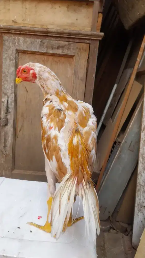 Ayam hias bangkok ekor lidi