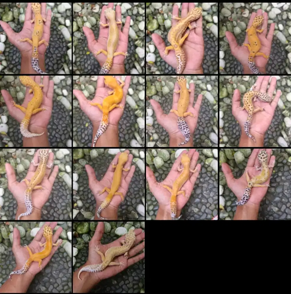 Leopard Gecko Indukan